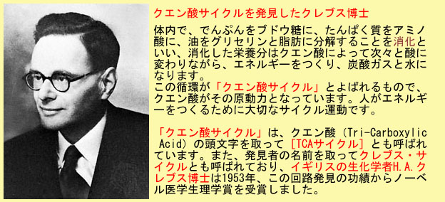 クレブス博士