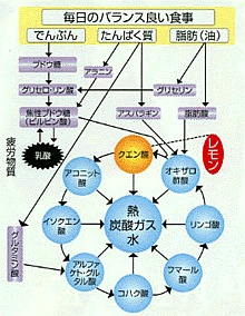 クエン酸サイクル