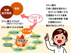 クエン酸サイクル